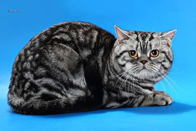 Вязка кошки. Скоттиш Страйт черный мрамор на серебре ждет кошку фолд. Киев