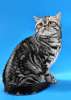 Шотландский прямоухий кот ищет невесту-вислоушку