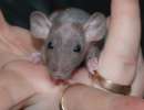 Декоративные крысы, голые дамбо сфинкс и плюшевые дамбо рекс - ручные малыширысята дамбо сфин 