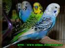 Птенчики Волнистого попугая, Волнистый выставочный чех и стандарты