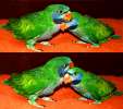 Говорящий Китайский кольчатый попугай - ручные птенцы выкормыши нашего разведения