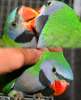 Китайский кольчатый попугай - ручные птенцы выкормыши нашего разведения!