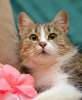 В дар кошка Золушка - миниатюрная красавица с выразительными глазами