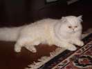 Белый персидский кот. Вязка.