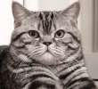Предлагаю вязку кошки Scottish Fold с клубным шотландским, титулованным Scottish Straight котом, окр