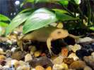 Продажа разнообразных шпорцевых лягушек для аквариума: белые, желтые, серые!Доставка Киев!