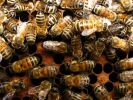 Куплю пчелосемьи